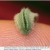 polyommatus rjabovi talysh larva4c